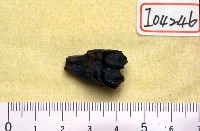鹿左上臼齒一枚藏品圖，第1張